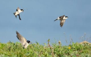 purple martins