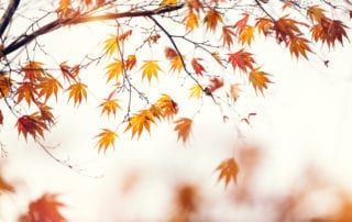 autumn leaves