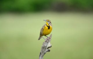 meadowlark