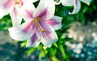 summer lilies