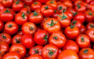 ripe tomatos