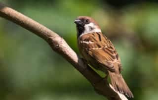 ohio tree sparrow