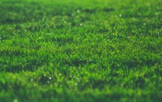 green lawn grocery store