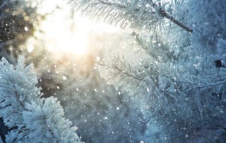 Winter scene - snow falling