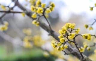 tree budding