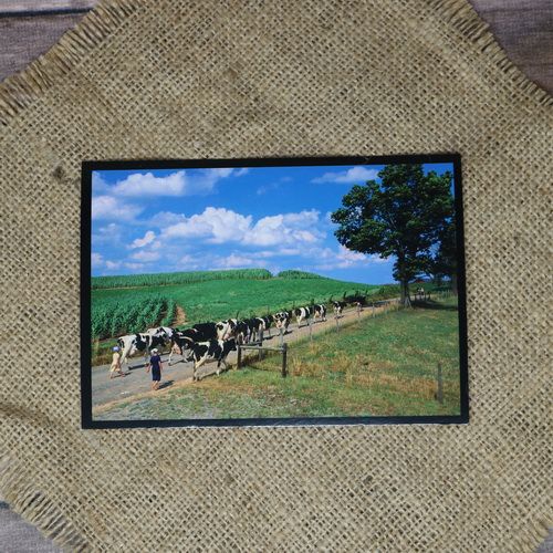 Dairy Cows Postcard