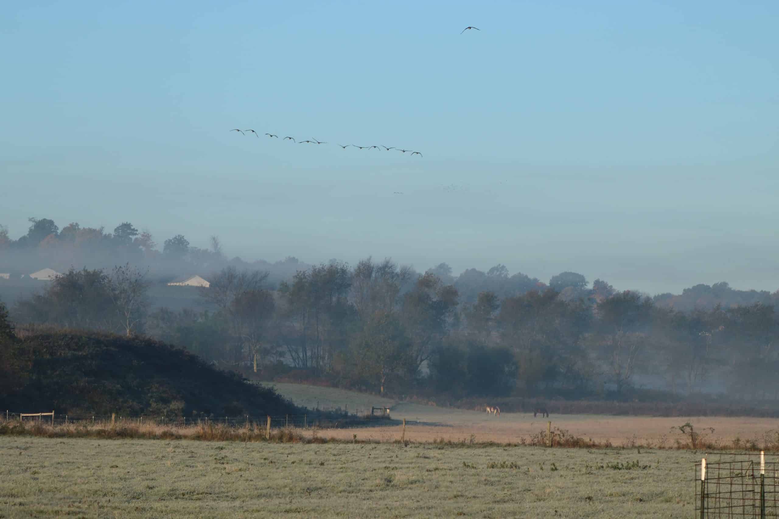 Birds flying over field shrouded in fog with horses grazing below.