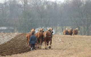 An amish man plowing a field with three horses.