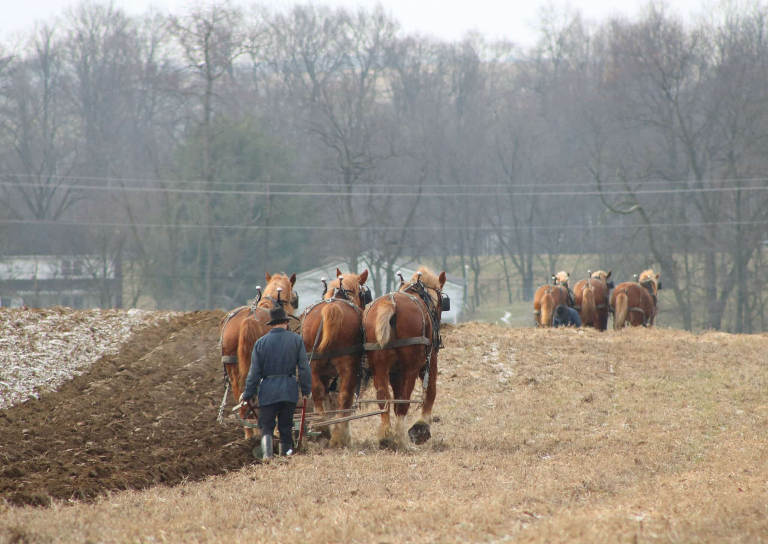 An amish man plowing a field with three horses.