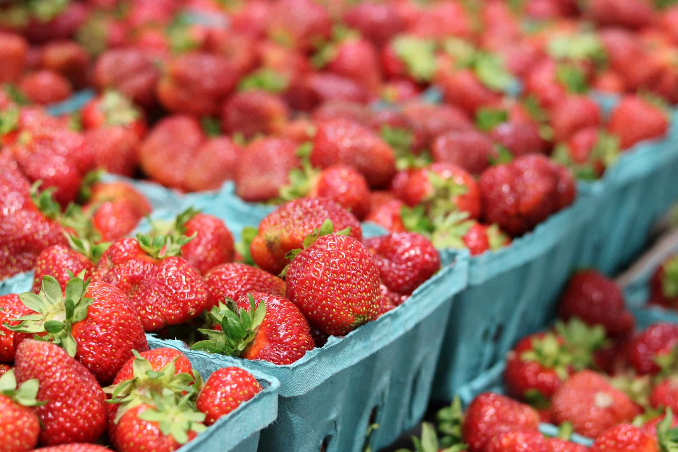 Fresh strawberries in blue quart containers.