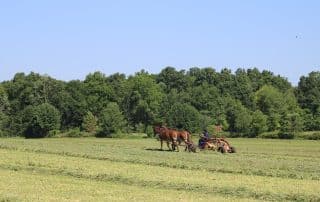 A team of horses mowing hay with trees in the background.