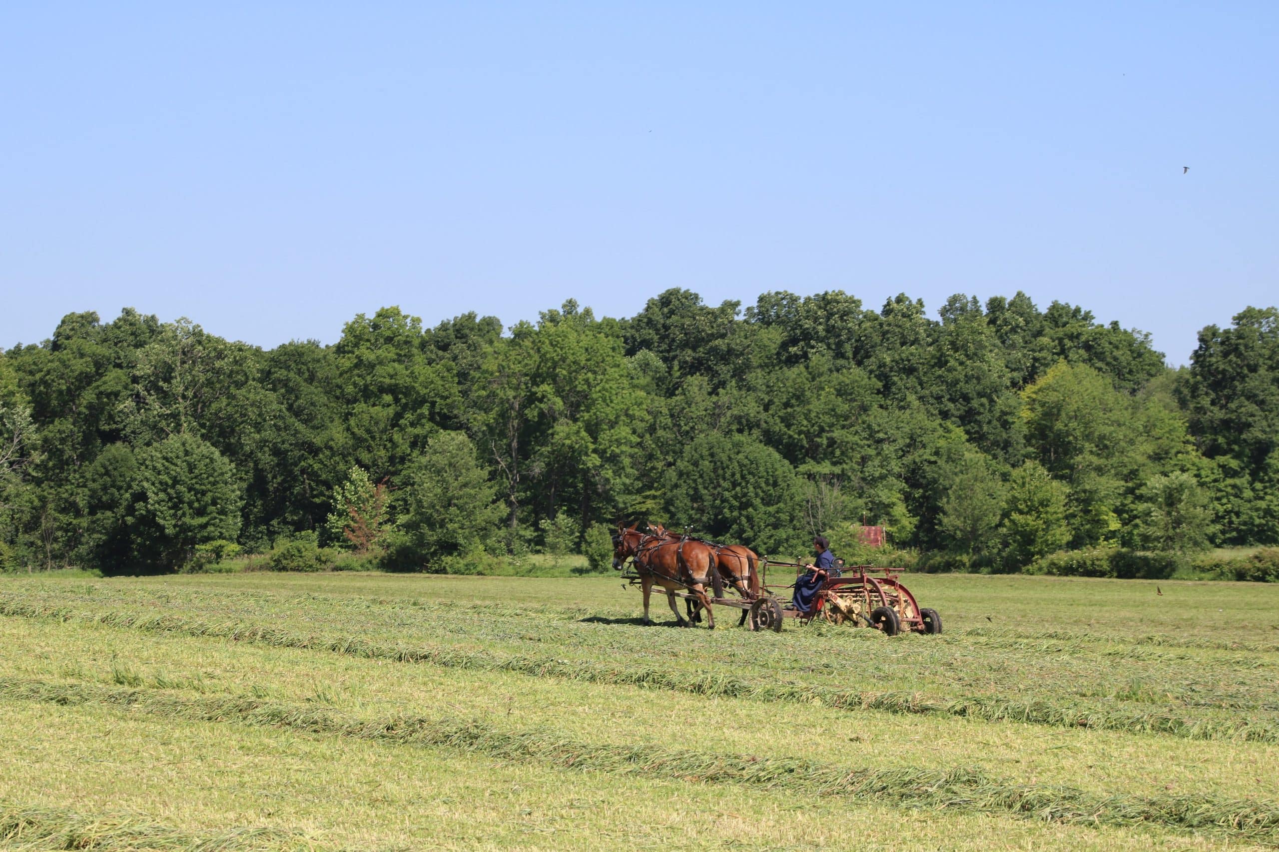 A team of horses mowing hay with trees in the background.