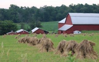 Wheat shocks in a field in front of a red barn.