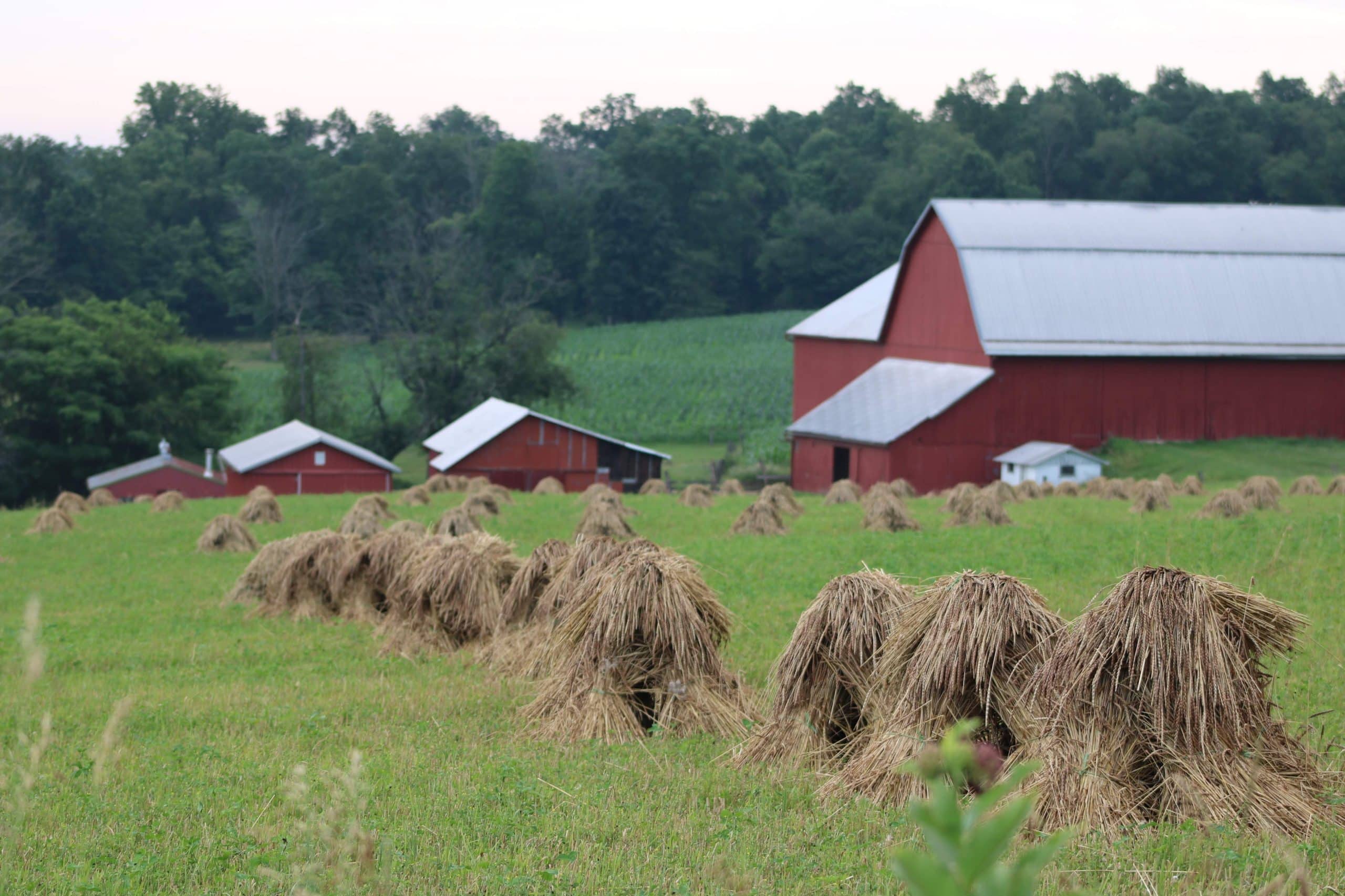 Wheat shocks in a field in front of a red barn.