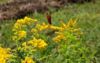 A butterfly sitting on yellow flowers in a green meadow.