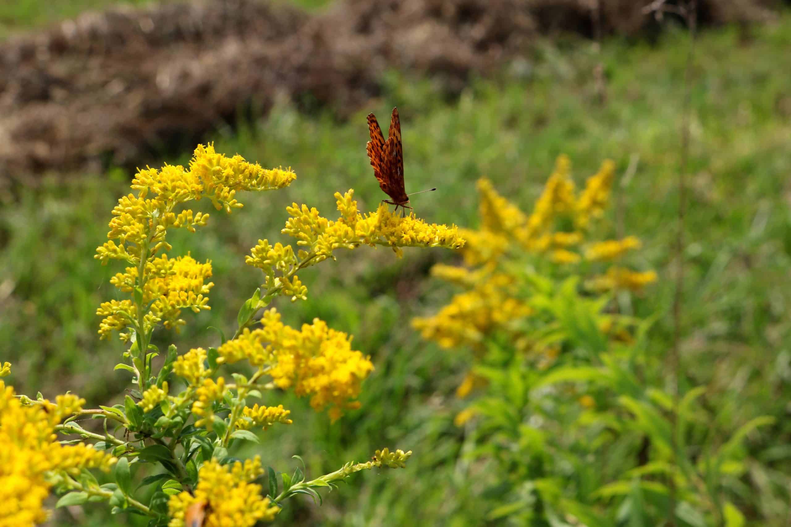 A butterfly sitting on yellow flowers in a green meadow.